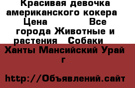 Красивая девочка американского кокера › Цена ­ 35 000 - Все города Животные и растения » Собаки   . Ханты-Мансийский,Урай г.